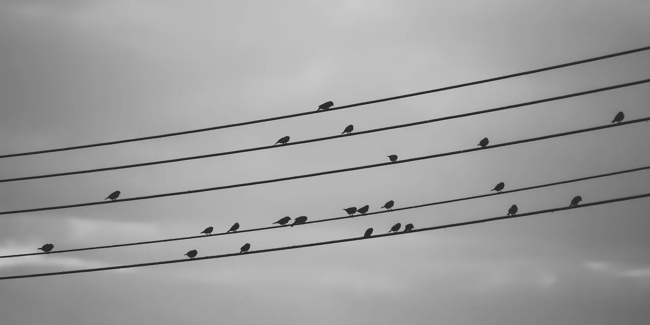 birds on a wire, himmel, natur, molnig, höst